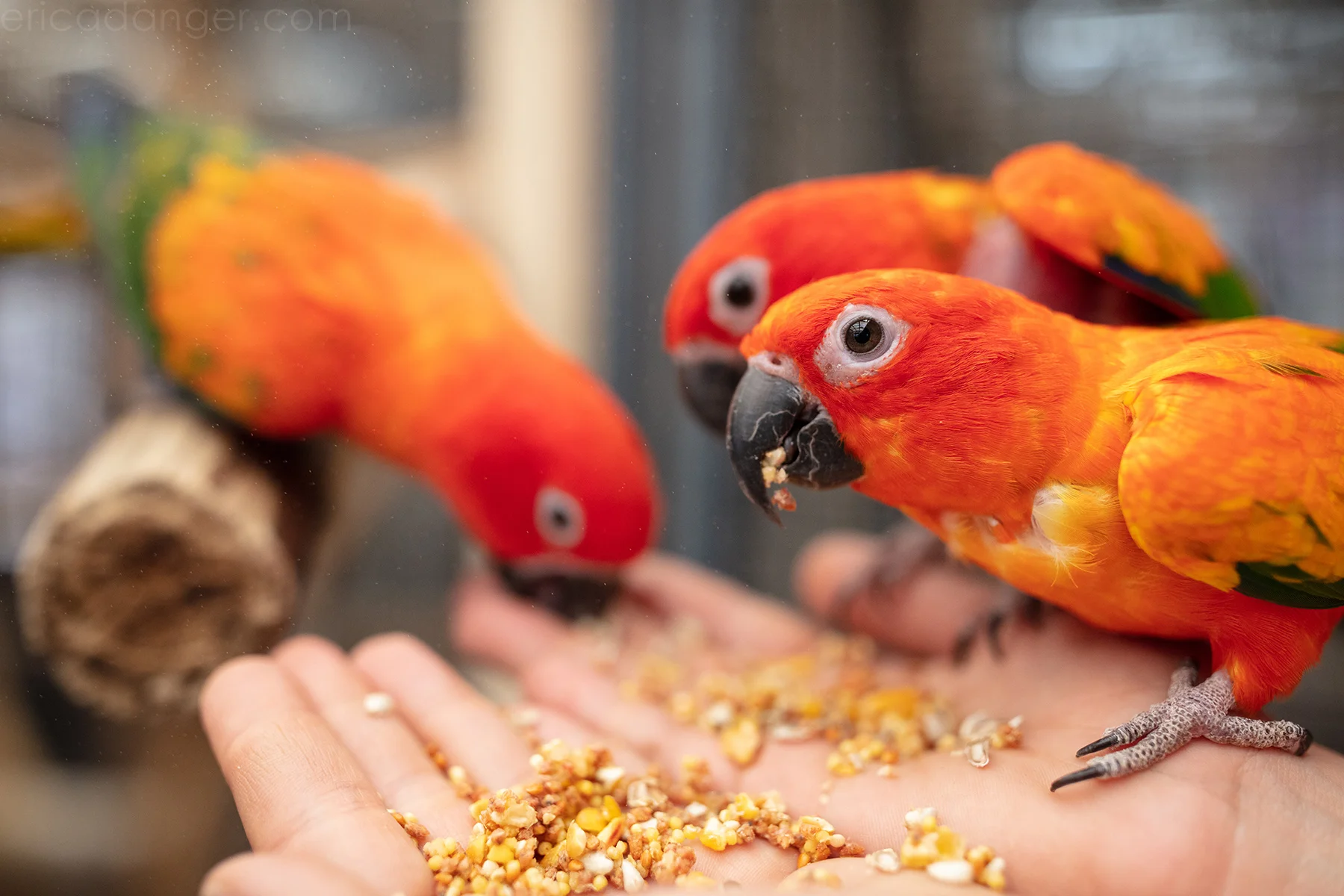 ParrotGarden-TheAdorables2-byEricaDanger.jpg