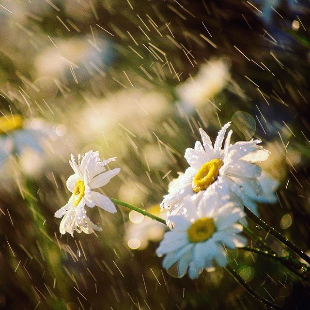 Without rain.. No flowers 🌸 Rain is symbolic for our growth, to wash away the old and bring in the new ...for when the sun shines through, lift your face to the light in full gratitude for its warmth and radiance 🌞 ... Blossom to your fullest poten