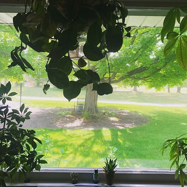 Plant Therapy in your home.. it truly brings the feel of Mother Nature right into your own sacred space, the place you feel most comfortable, where we create memories, spend time with loved ones, and are protected from the outside world. My children 