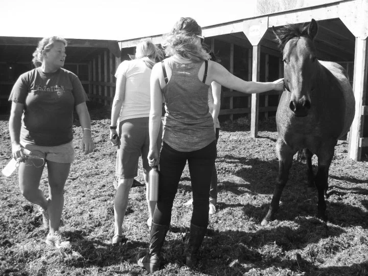 Here I am, awkwardly petting a horse who looks just as uncomfortable about it as I am.