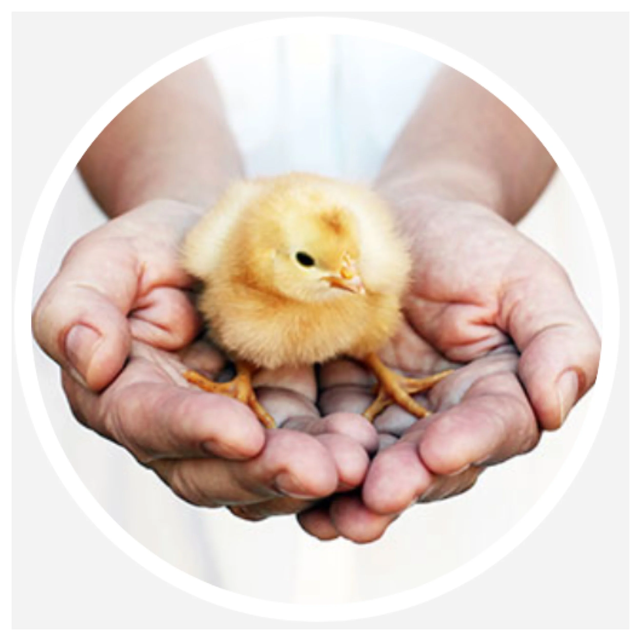 YOUR VEGAN HOLIDAY GIFT GUIDE PART IV: GIFTS THAT GIVE BACK