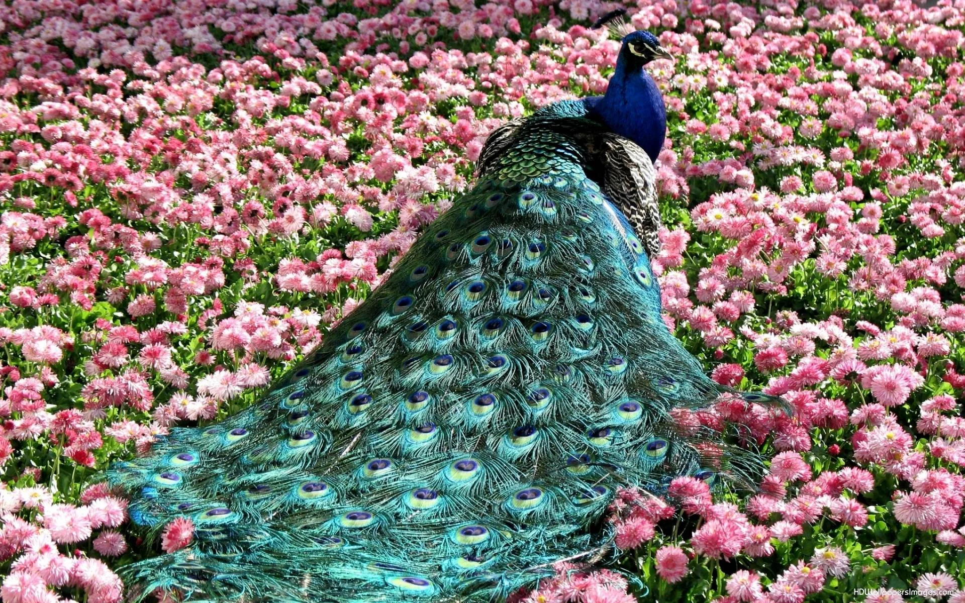 Peacock-Desktop-HD-Wallpapers.jpg