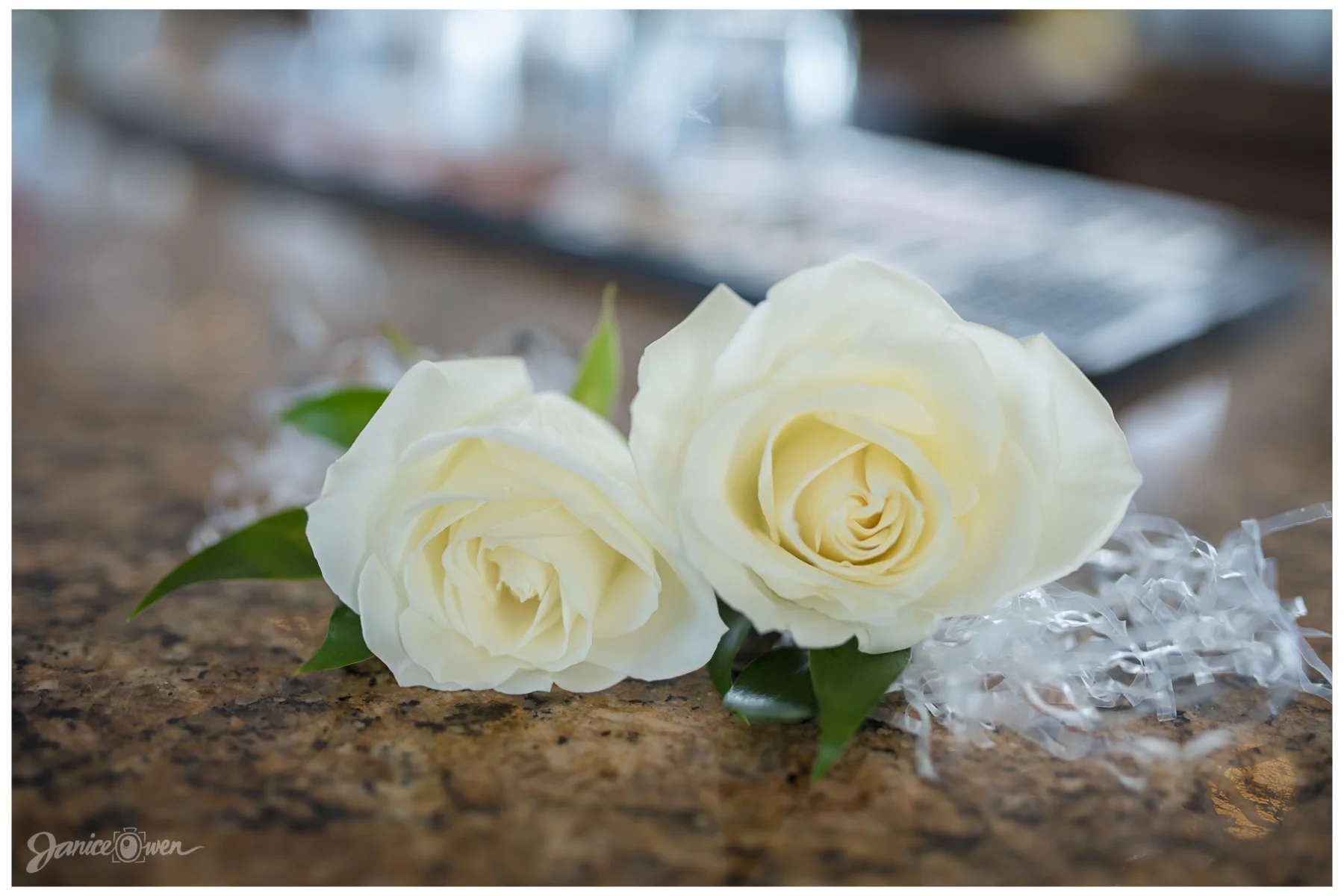 janiceowenphotography31.jpg
