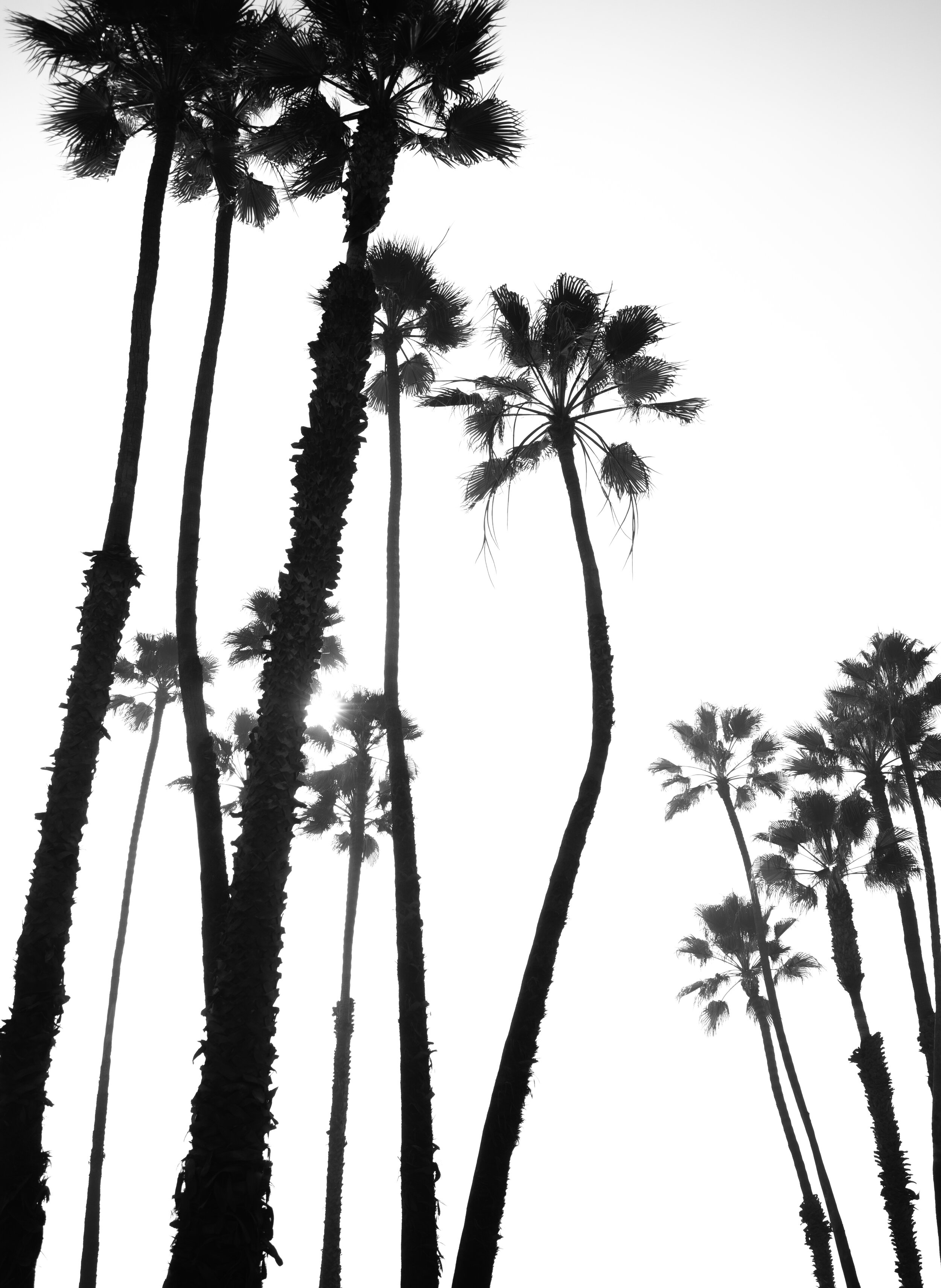 BW Long Beach Palms