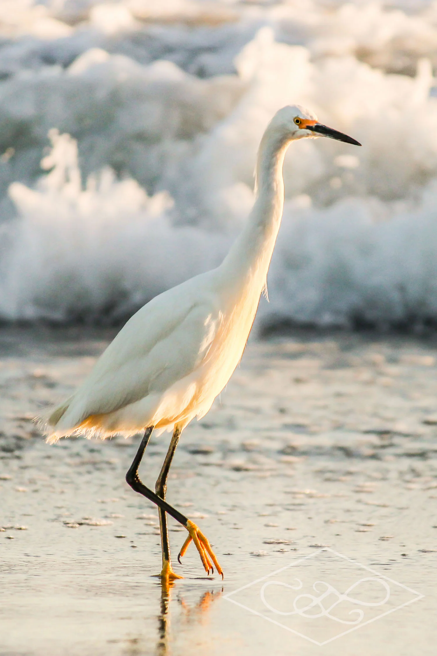 White Egret