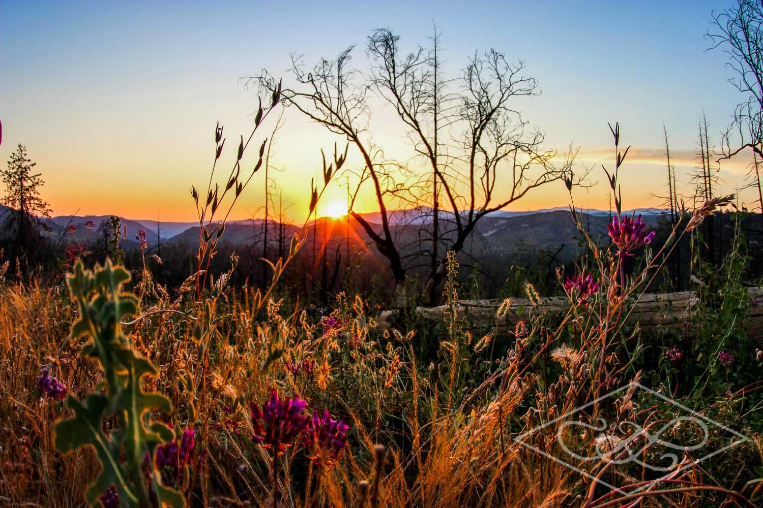 Summer Wildflowers