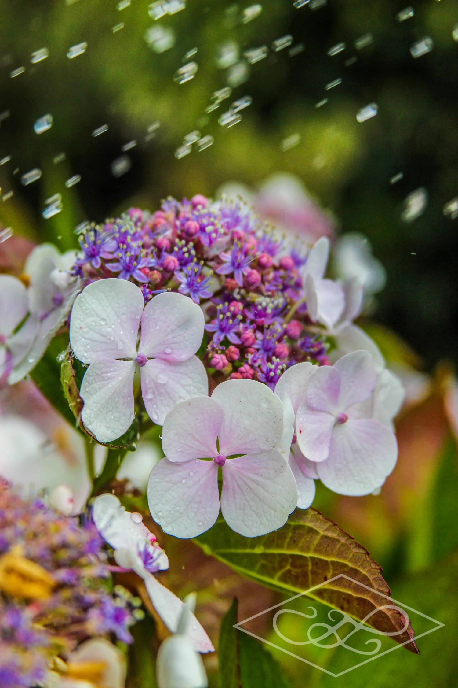 Hydrangea