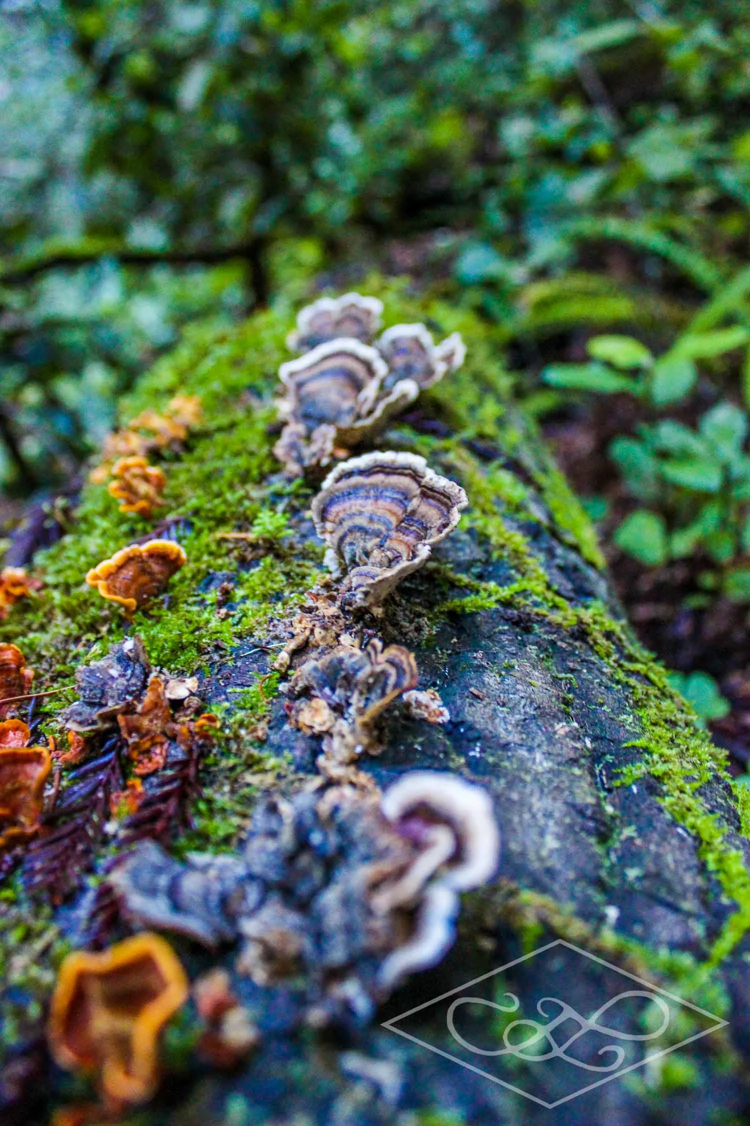 Fungi
