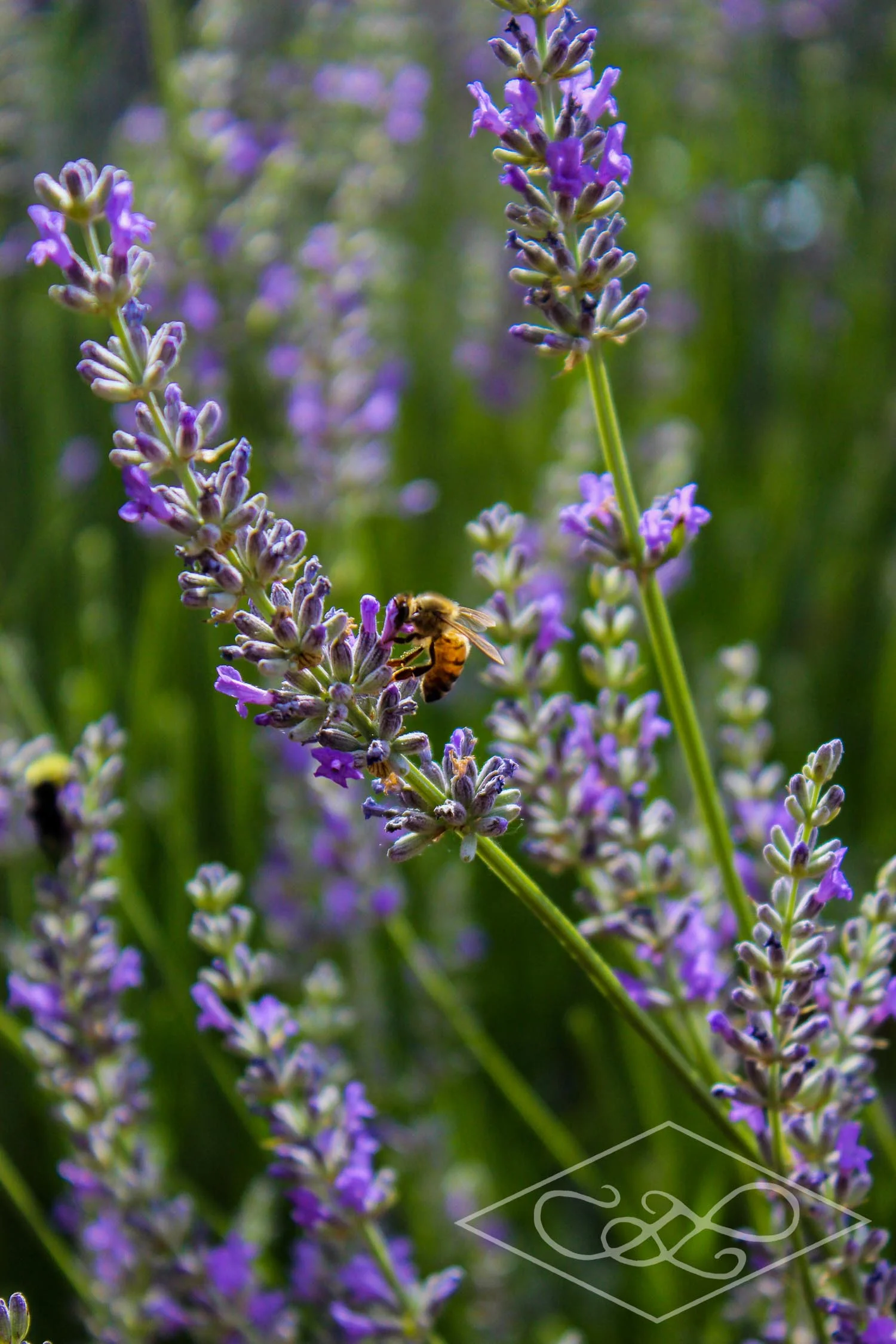 Spring Bee