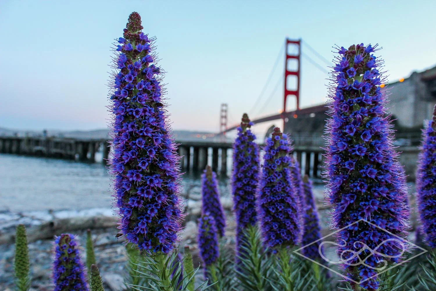 Golden Gate Bridge