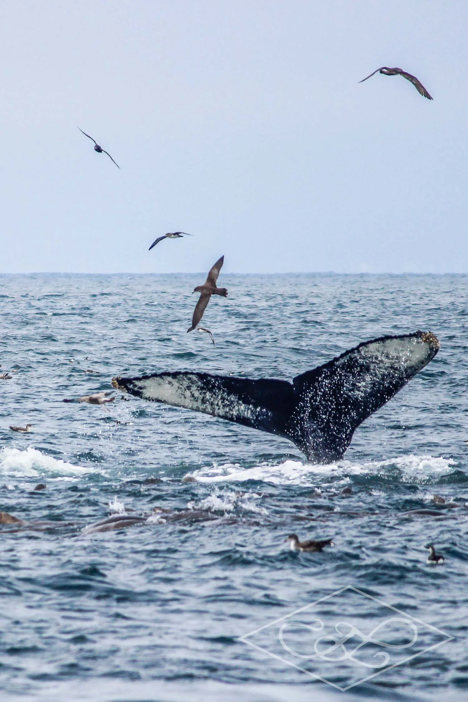 Whale Tail