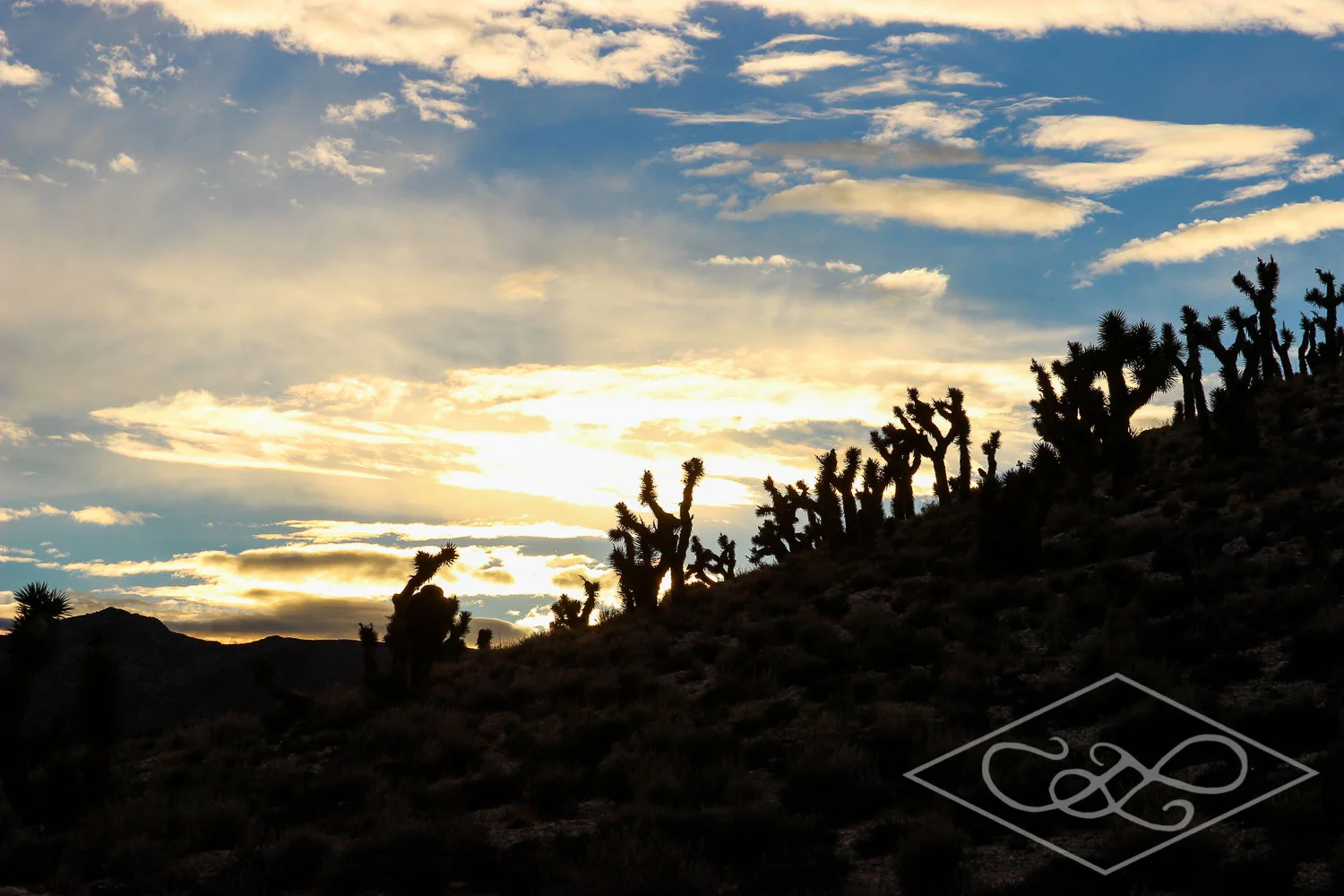 Joshua Trees