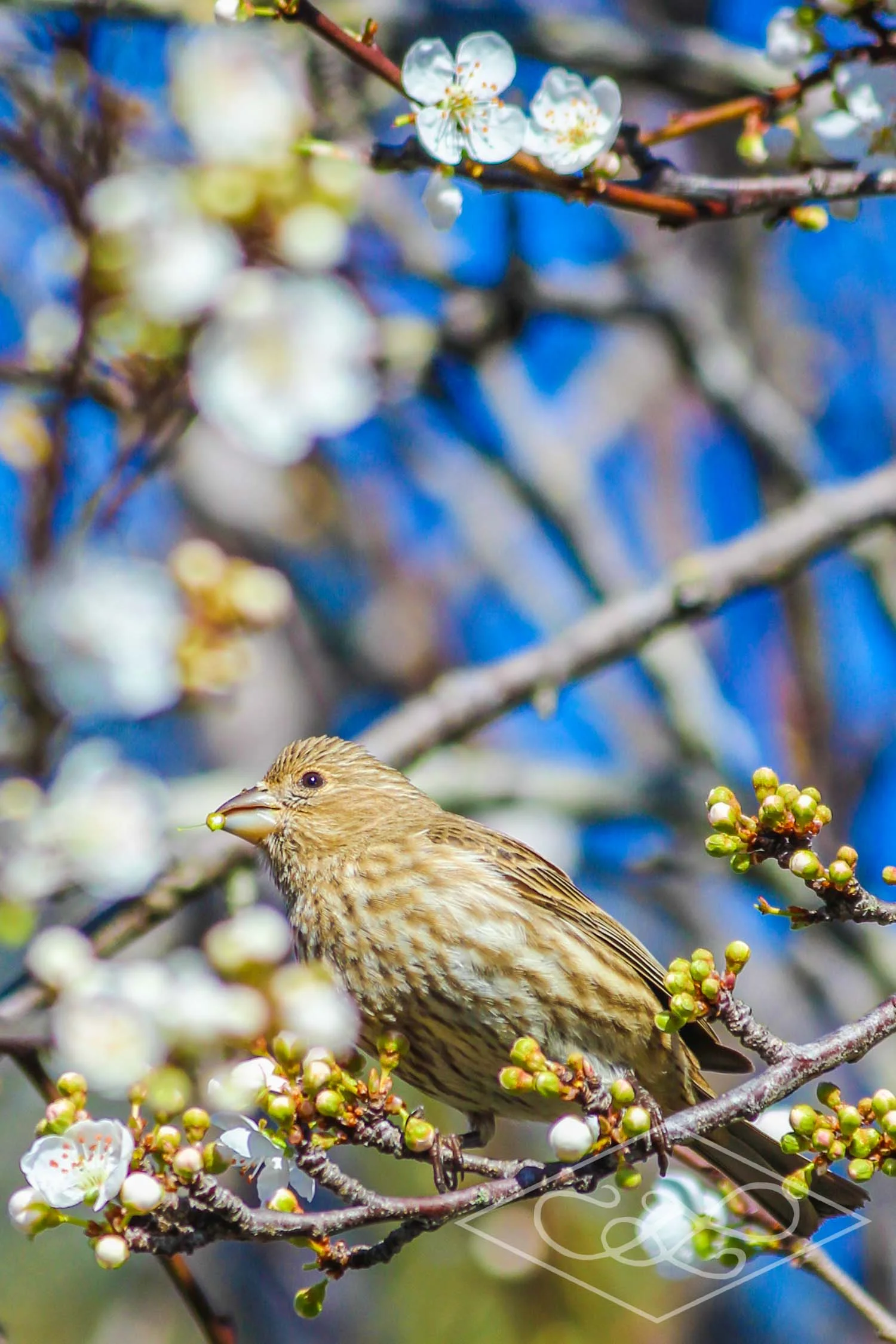 Bird in the Blossoms