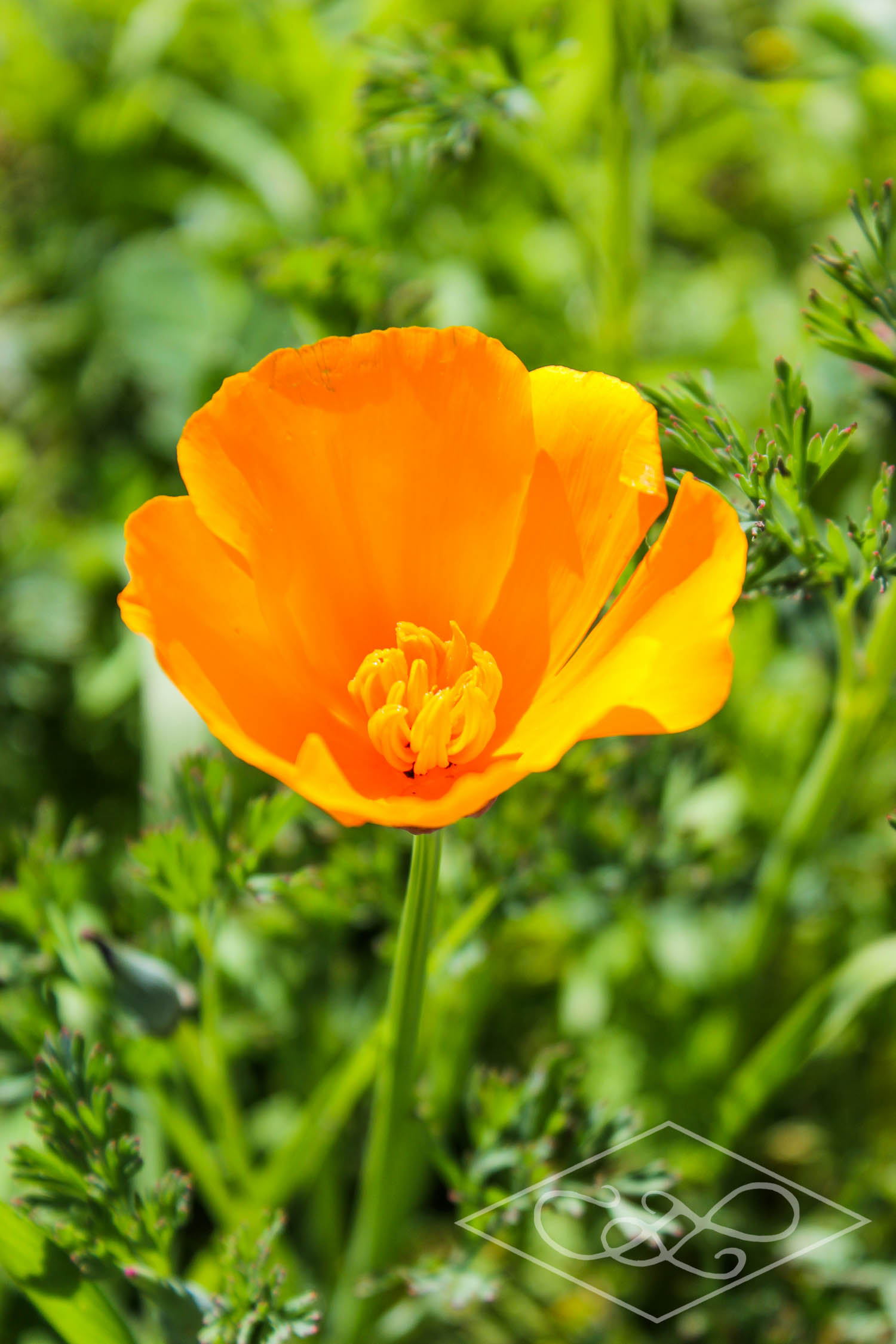California Poppy