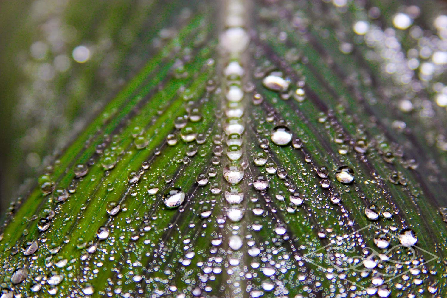 Raindrops on a Canna Lilly
