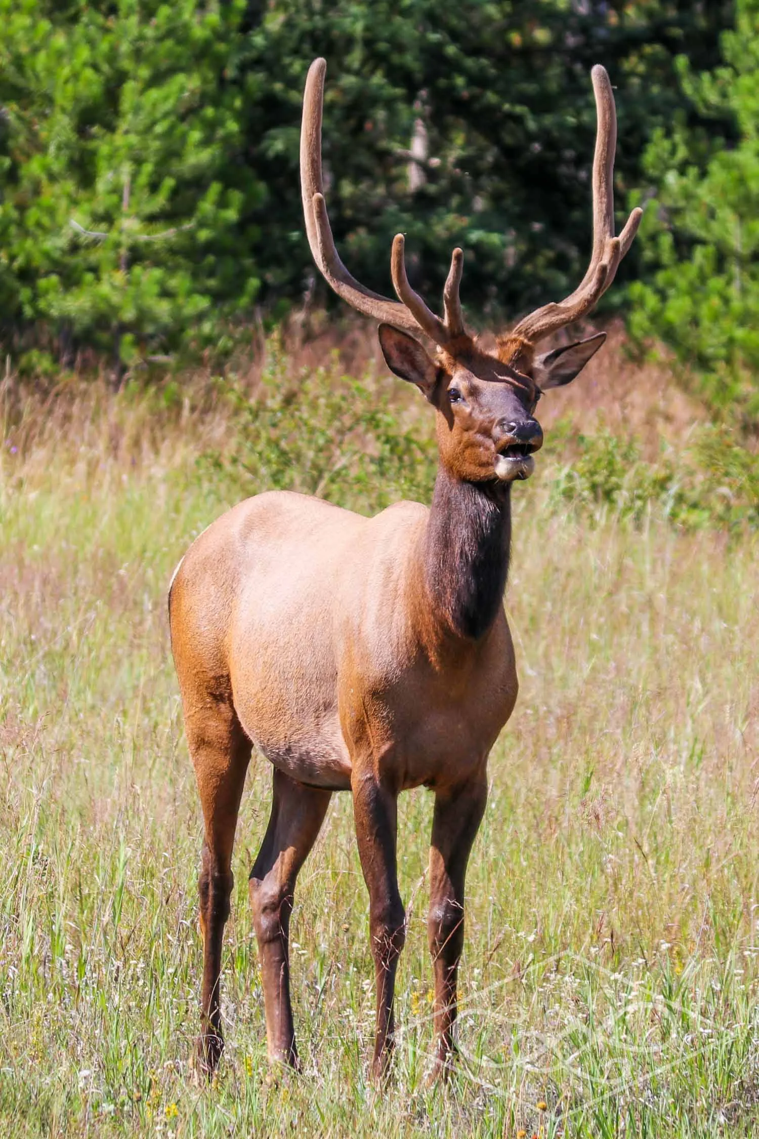 Proud Elk