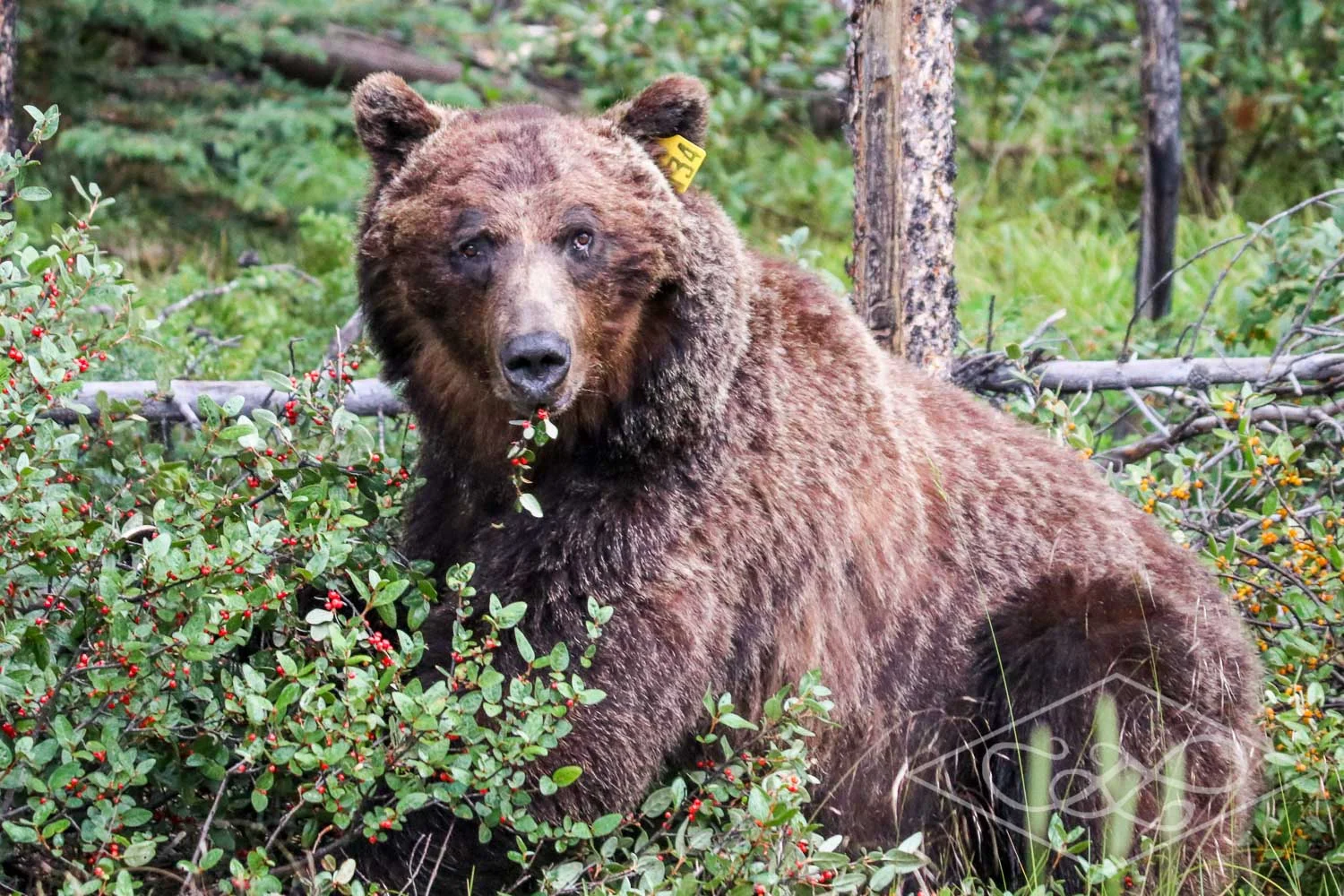 Grizzly Bear #134