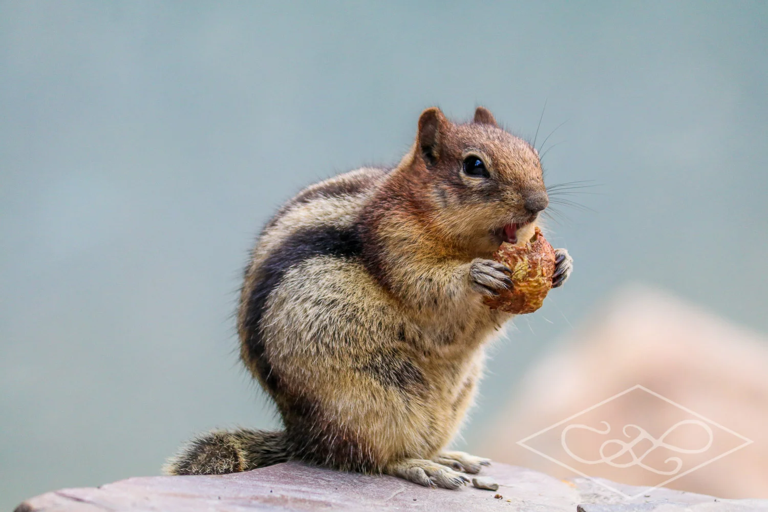 Chipmunk
