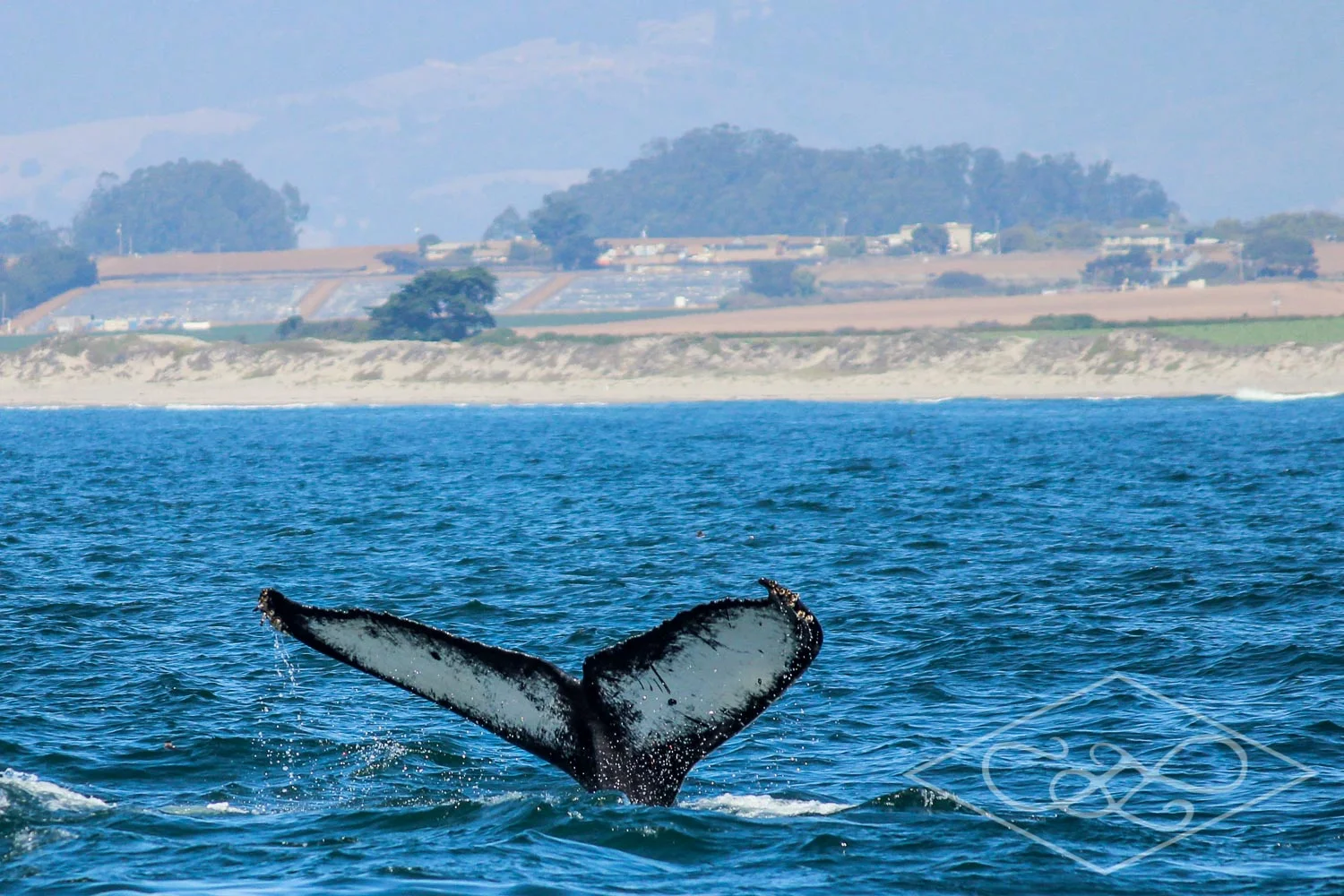 Whale Tail