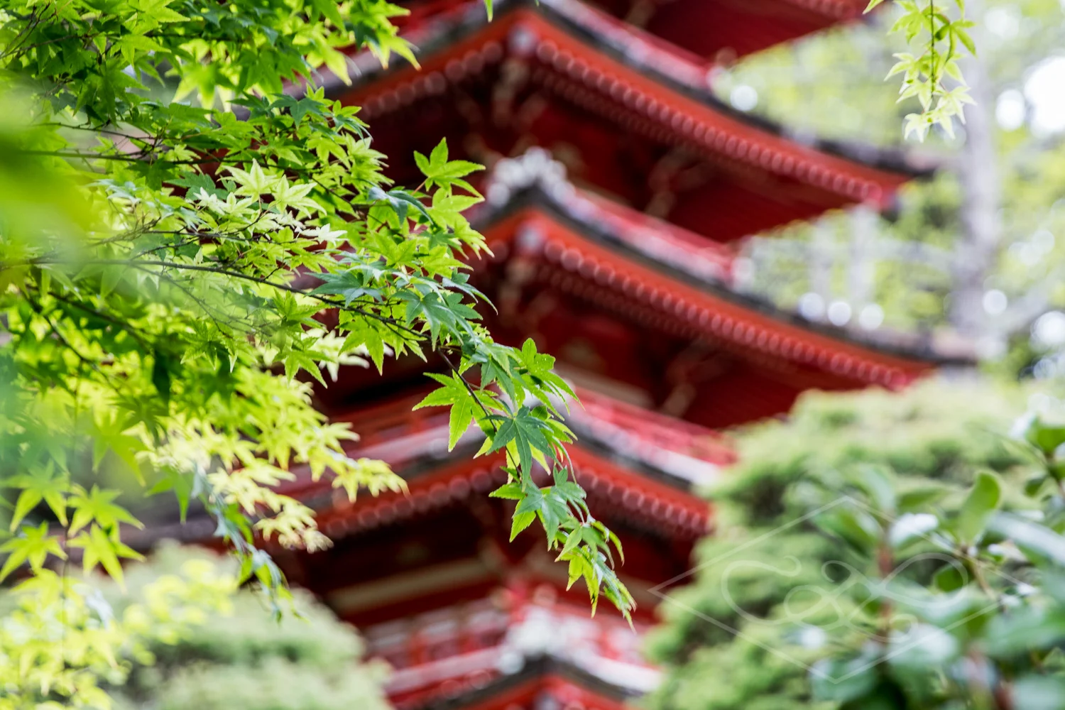 Japanese Tea Garden