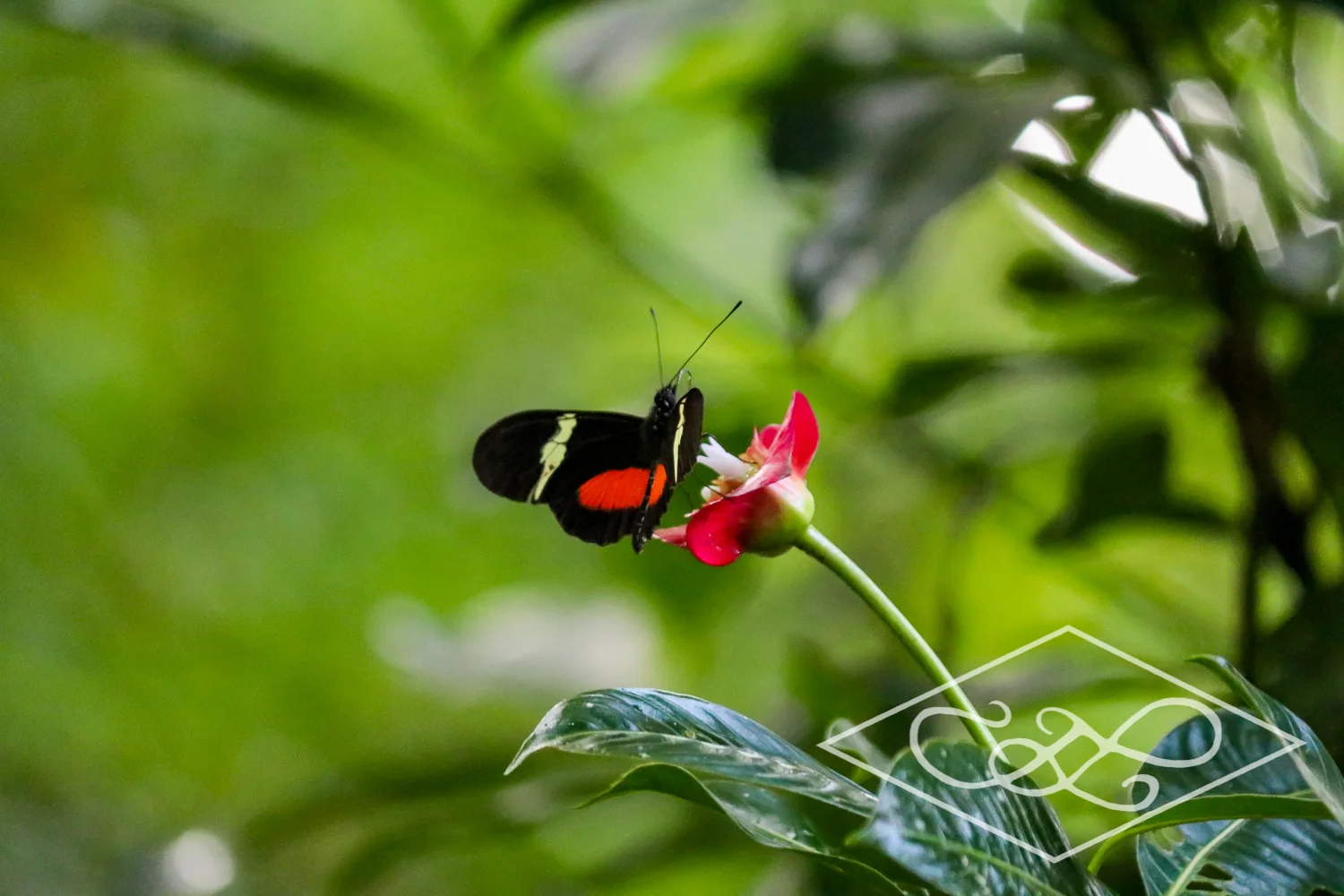 6.29.17 Costa Rica-14Low Resolution.jpg