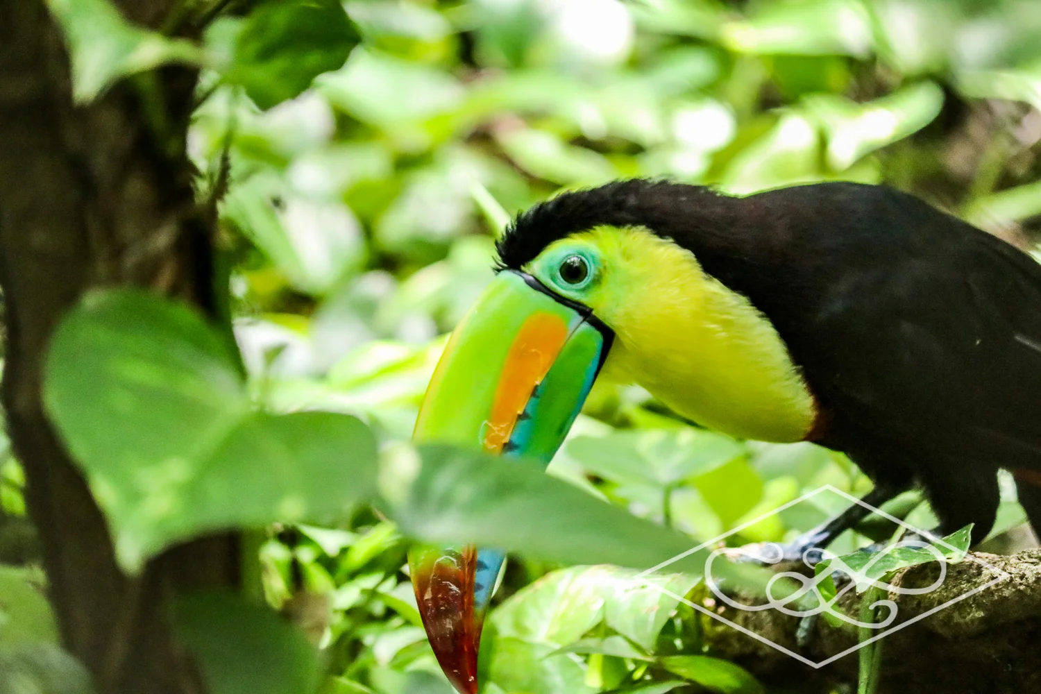 6.29.17 Costa Rica Trip-46Low Resolution.jpg