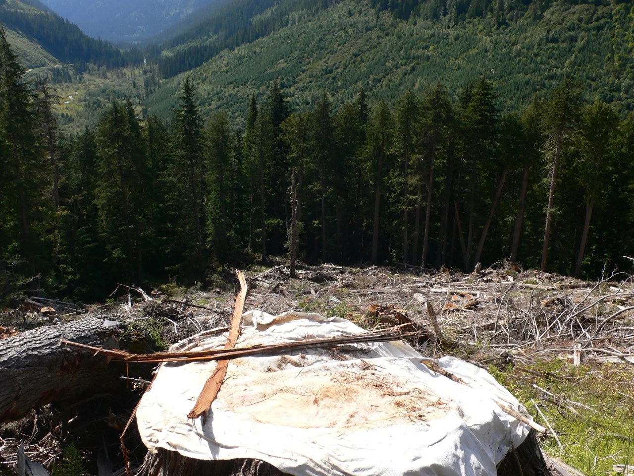 Project for Paper, Nelson, British Columbia, Canada 2008 -