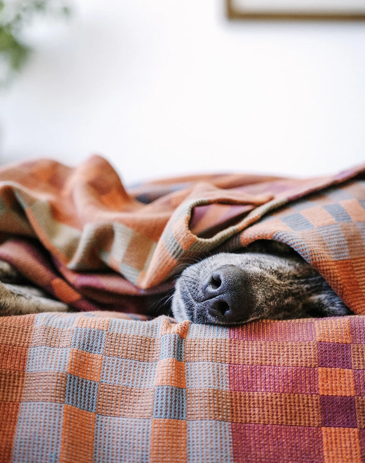 Screenshot 2024-01-27 at 12.32.14 pm.png