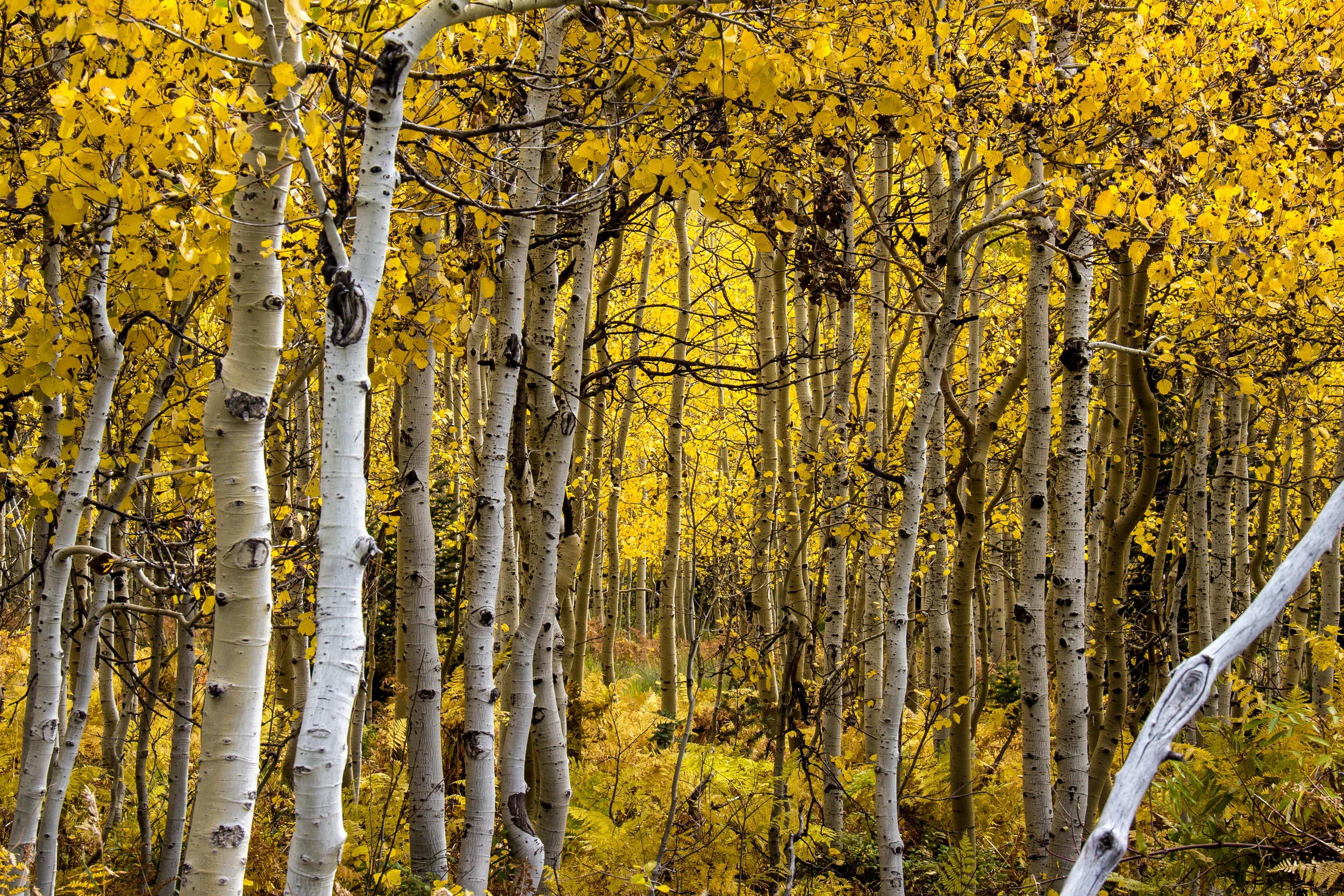 Wasatch National Forest