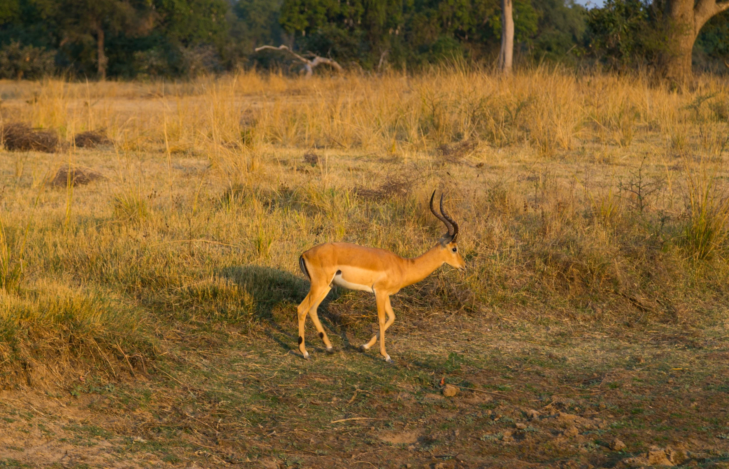 Impala