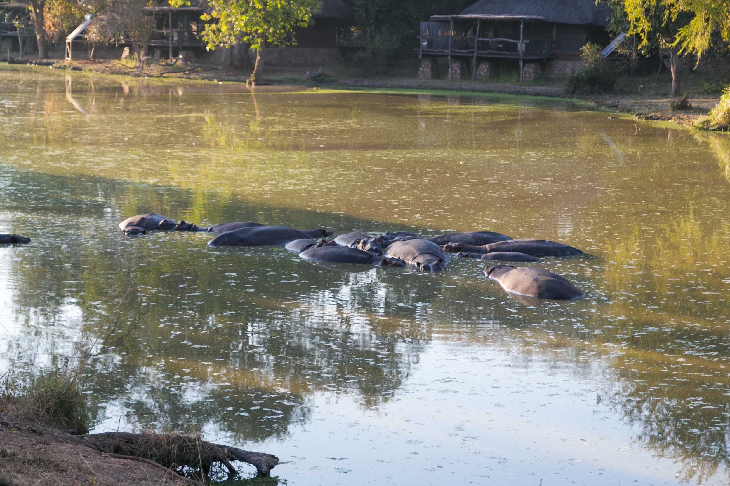 Buncha Hippopotamuses