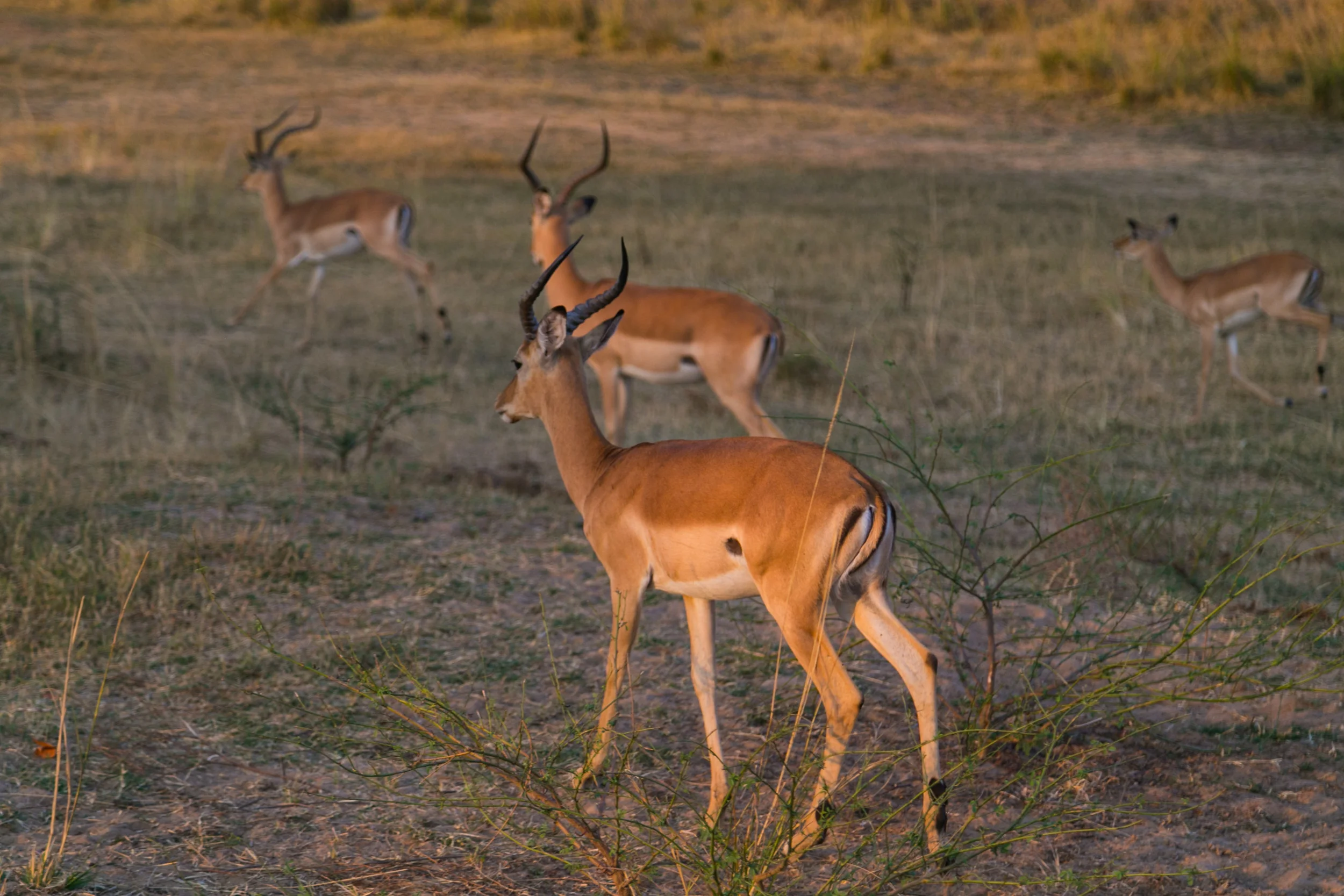 Impalas