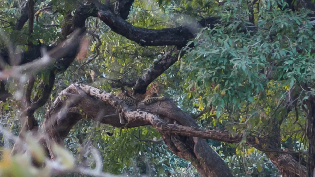 Jaguar Perched