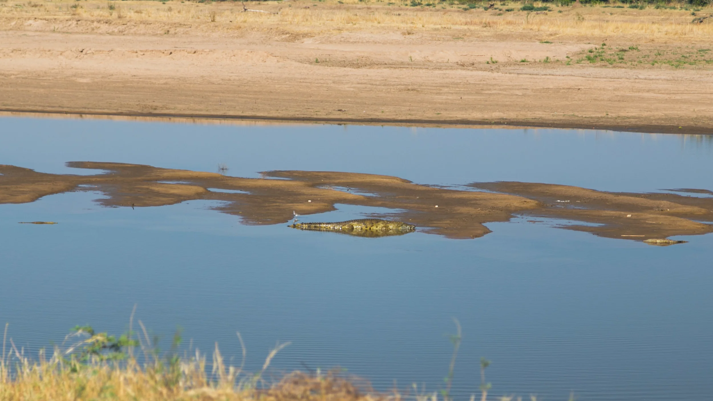 Big 'Ol Croc