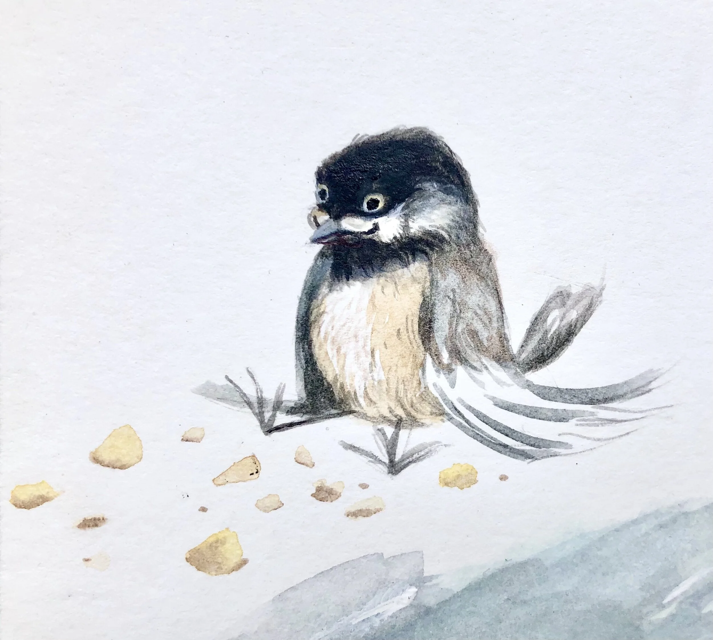 Chickadee.jpg
