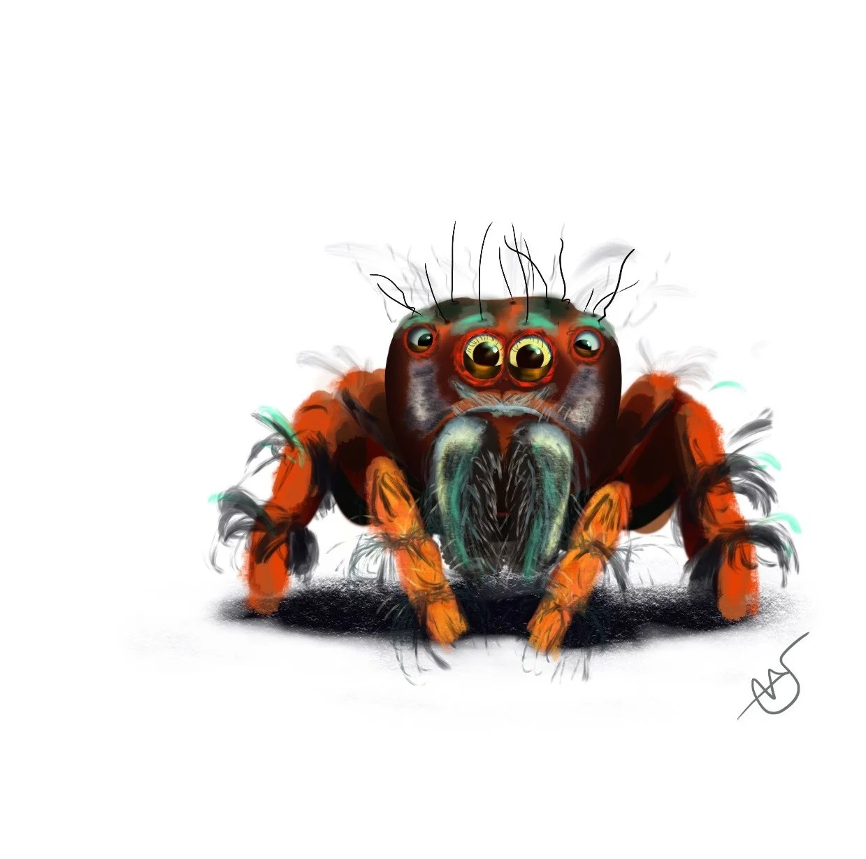 Spider bob.JPG