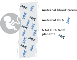 Cell free dna.jpg