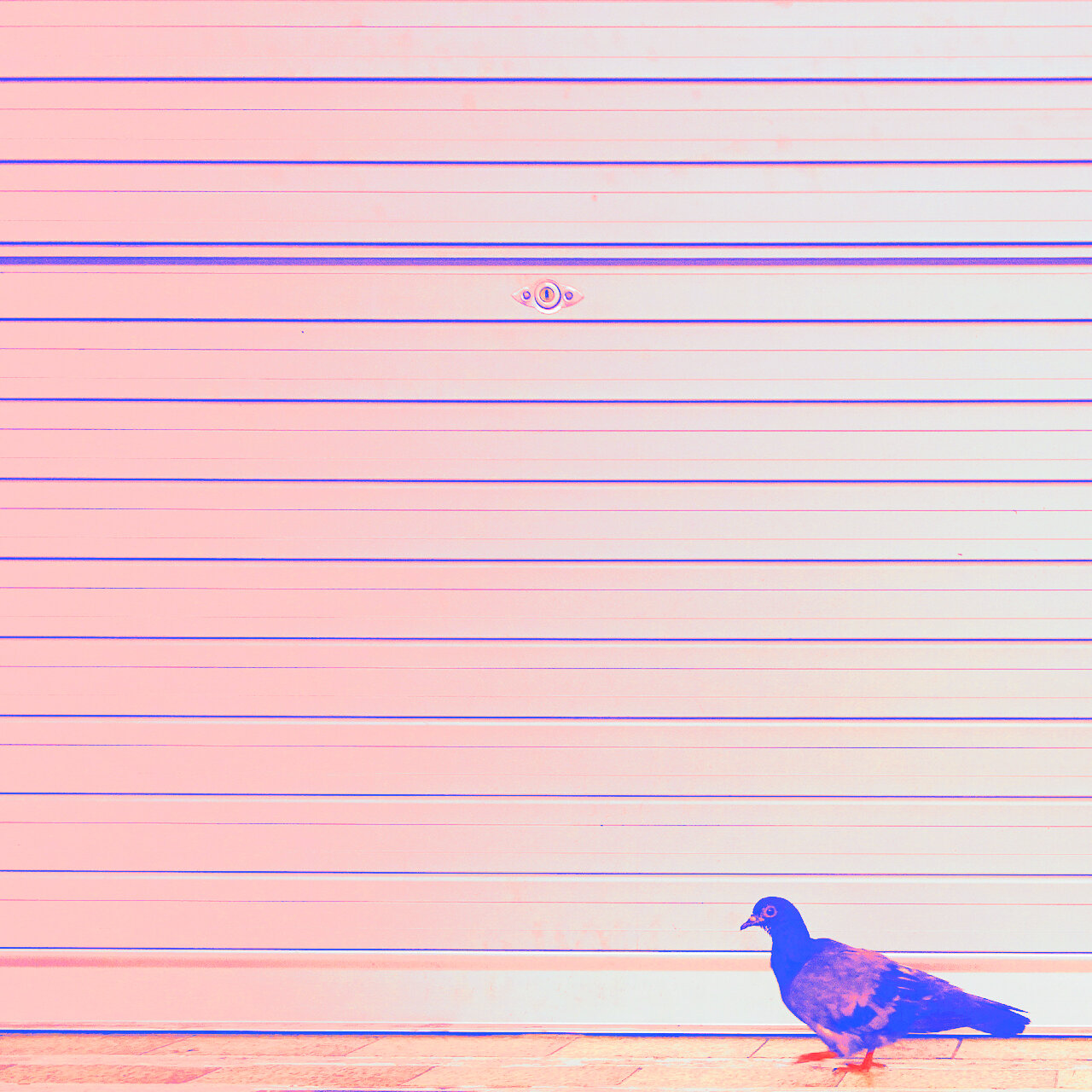 pigeon.jpg