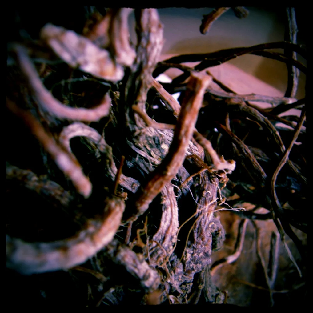 Angelica Root, a key fixative