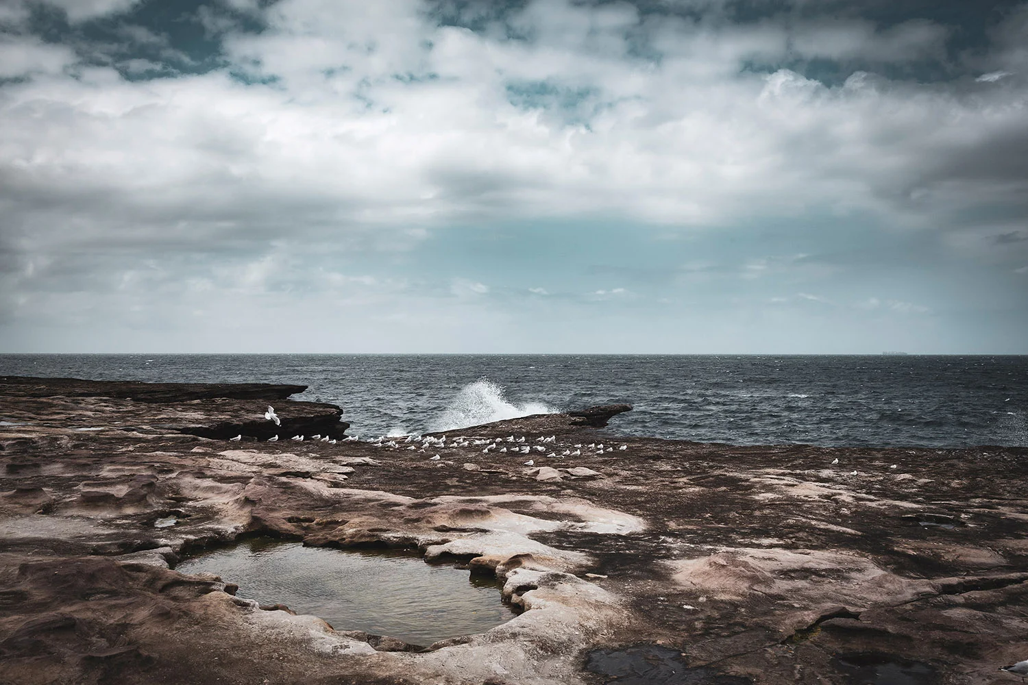 Resting birds and breaking waves, Bondi to Bronte coastal walk, Sydney