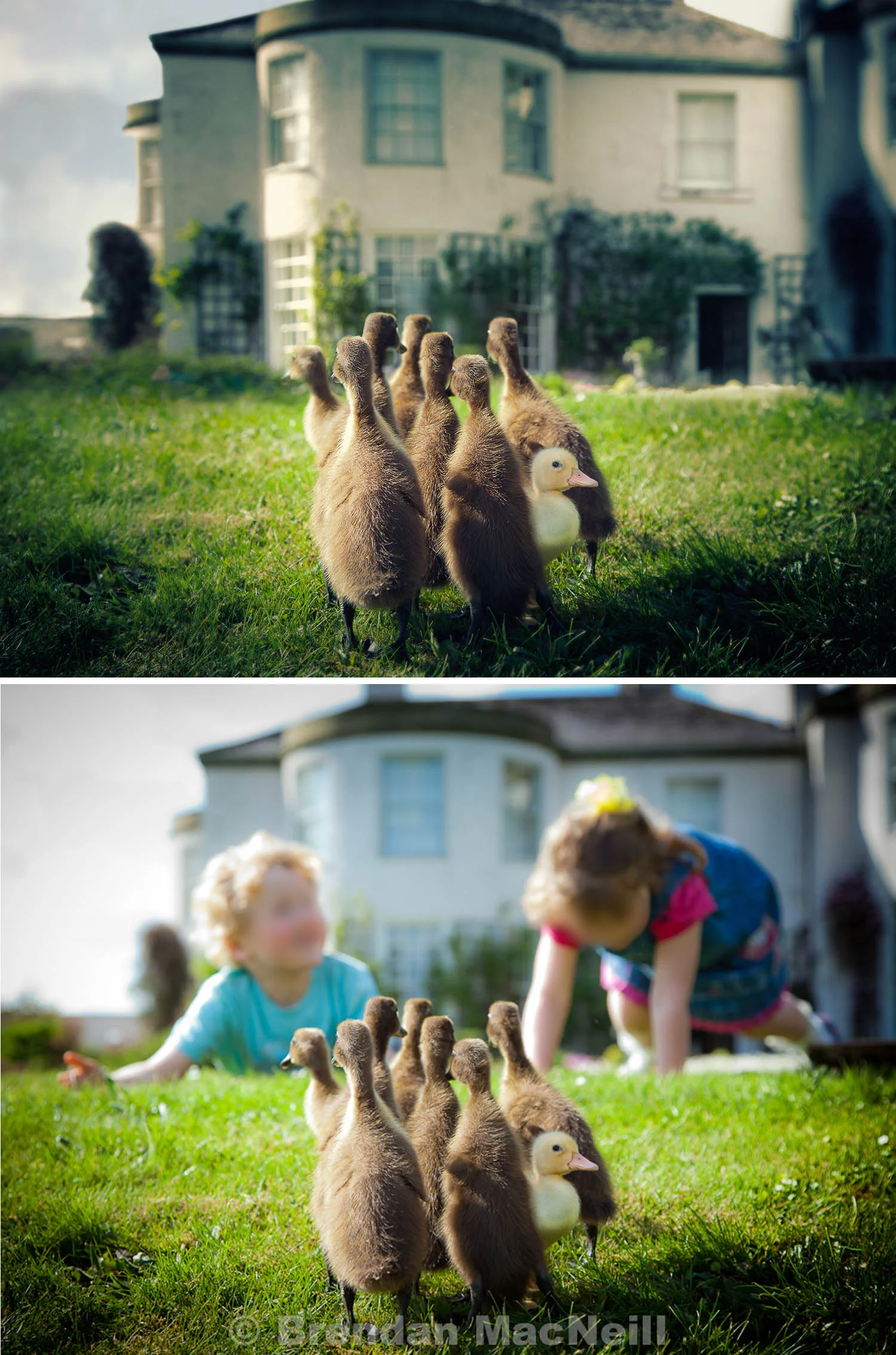 MacNeill_Runner_ducks.jpg
