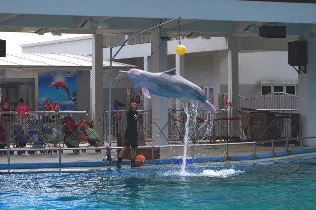 Pink Dolphins at UnderWater World