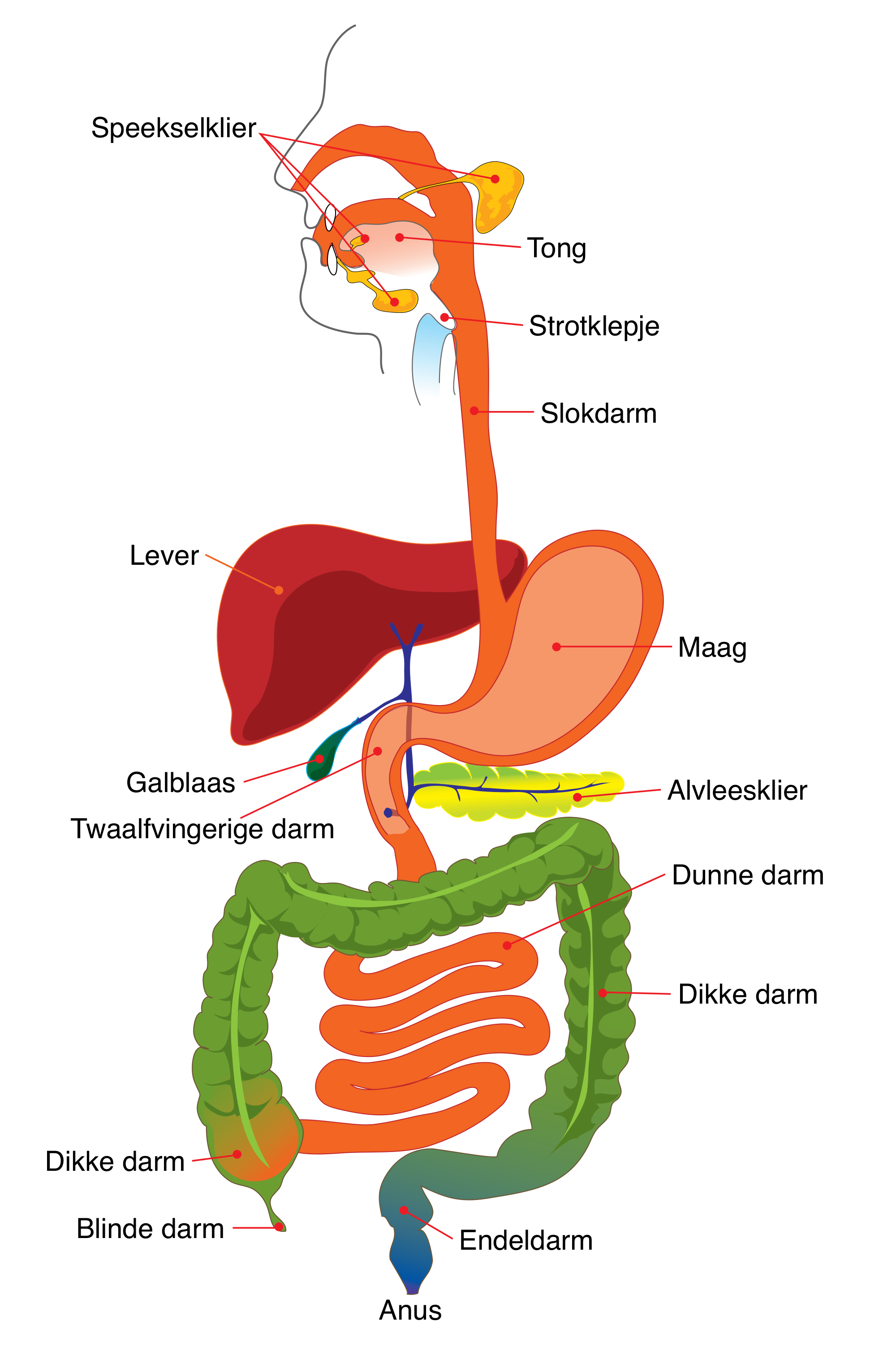 GastroIntestinaalSysteem.png