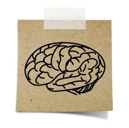 Découverte d'un nouveau circuit de la mémoire