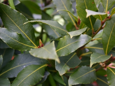 Bay-Leaf-Pictures.jpg