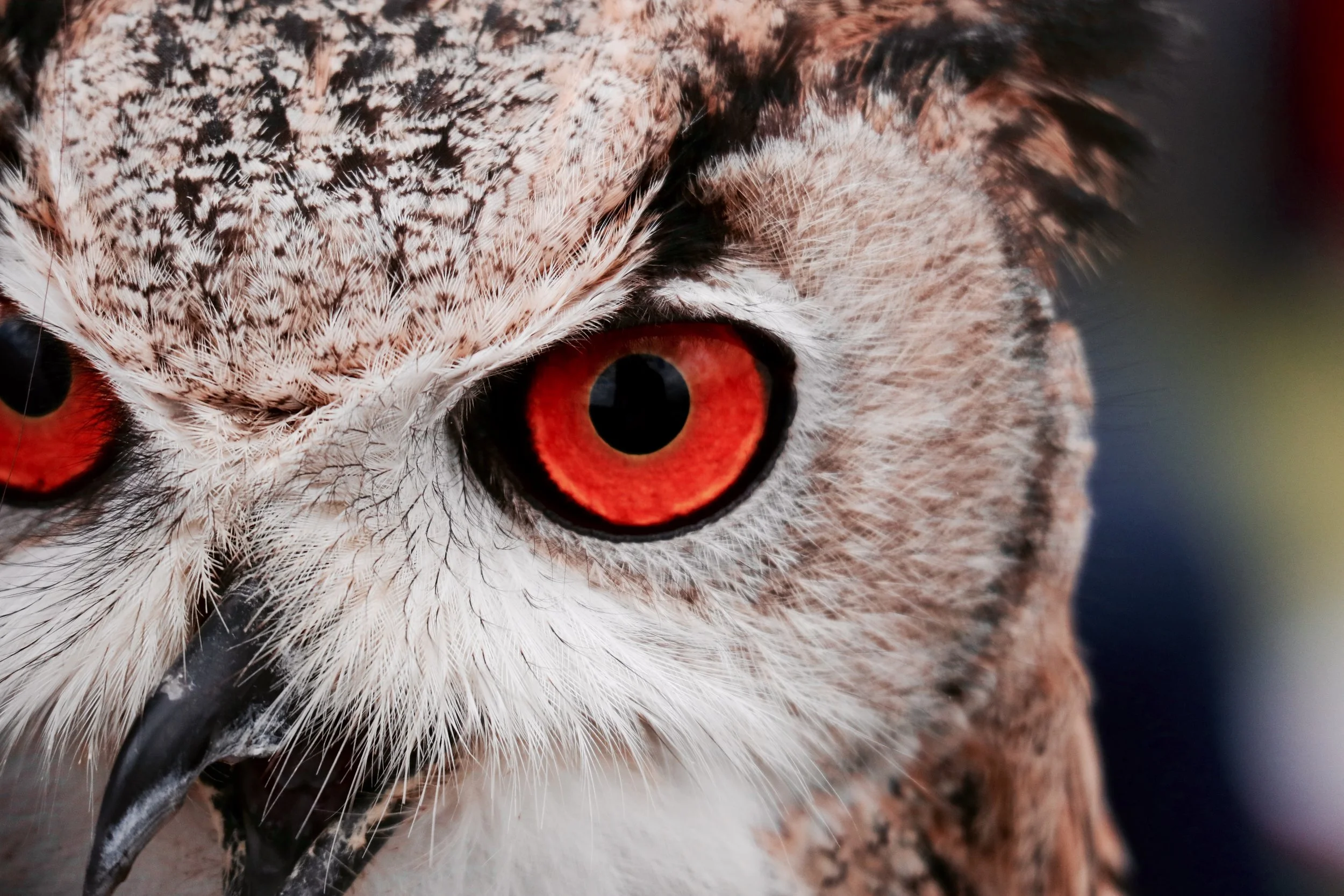 How to Control Your Ego