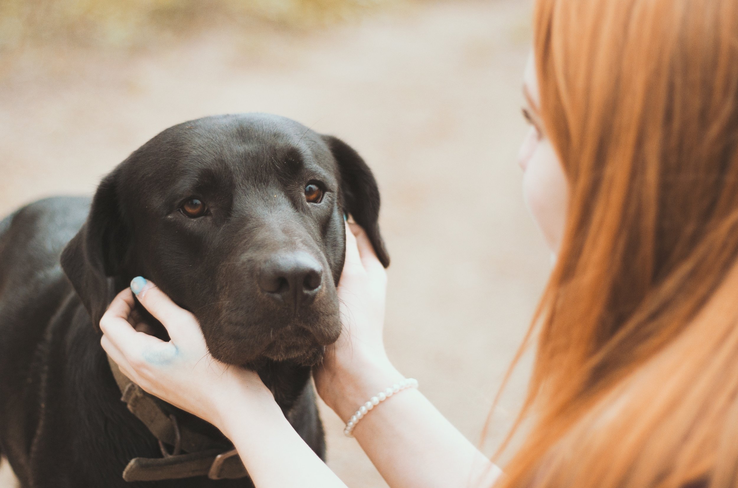 Leadership Secrets from the Dog Whisperer