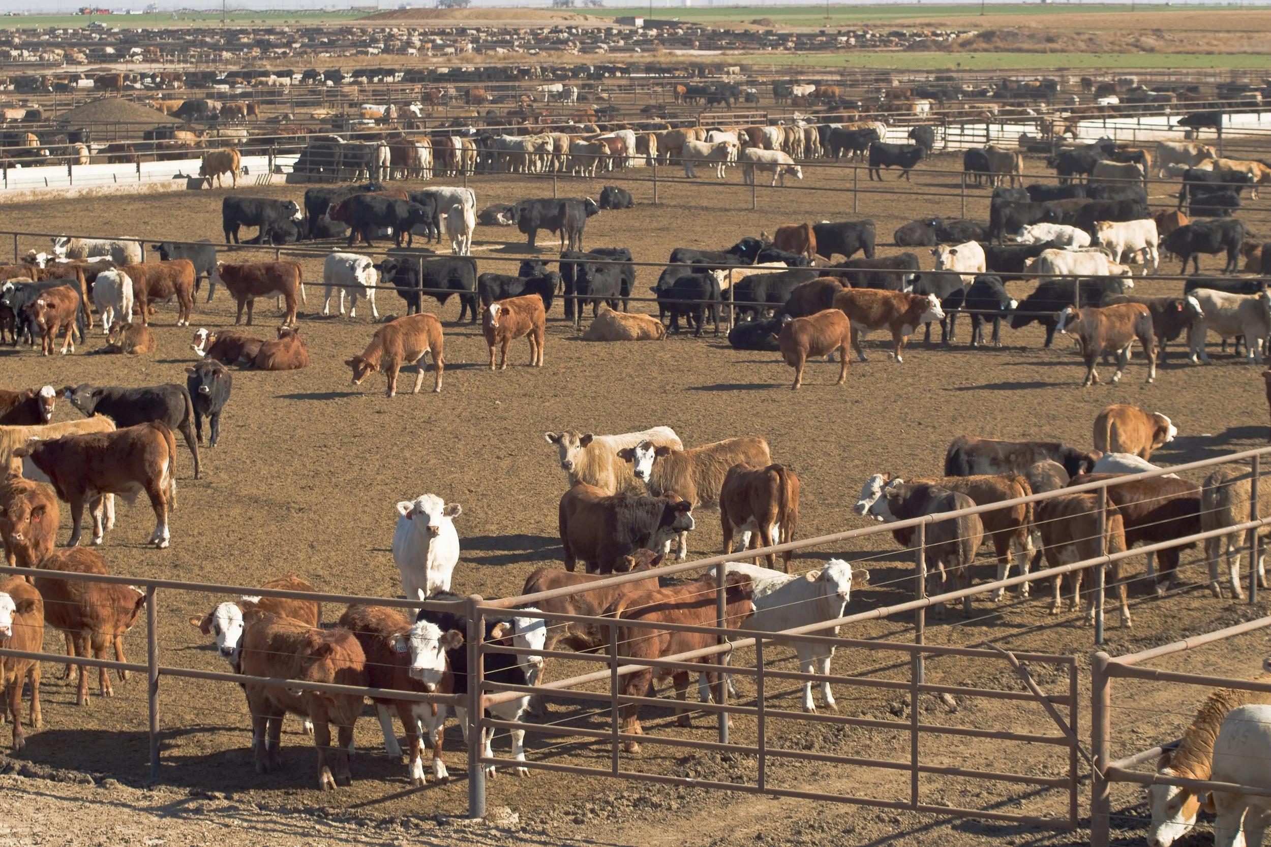 Antibiotic Resistance: An Unyielding Crisis and the Urgent Need for Reform