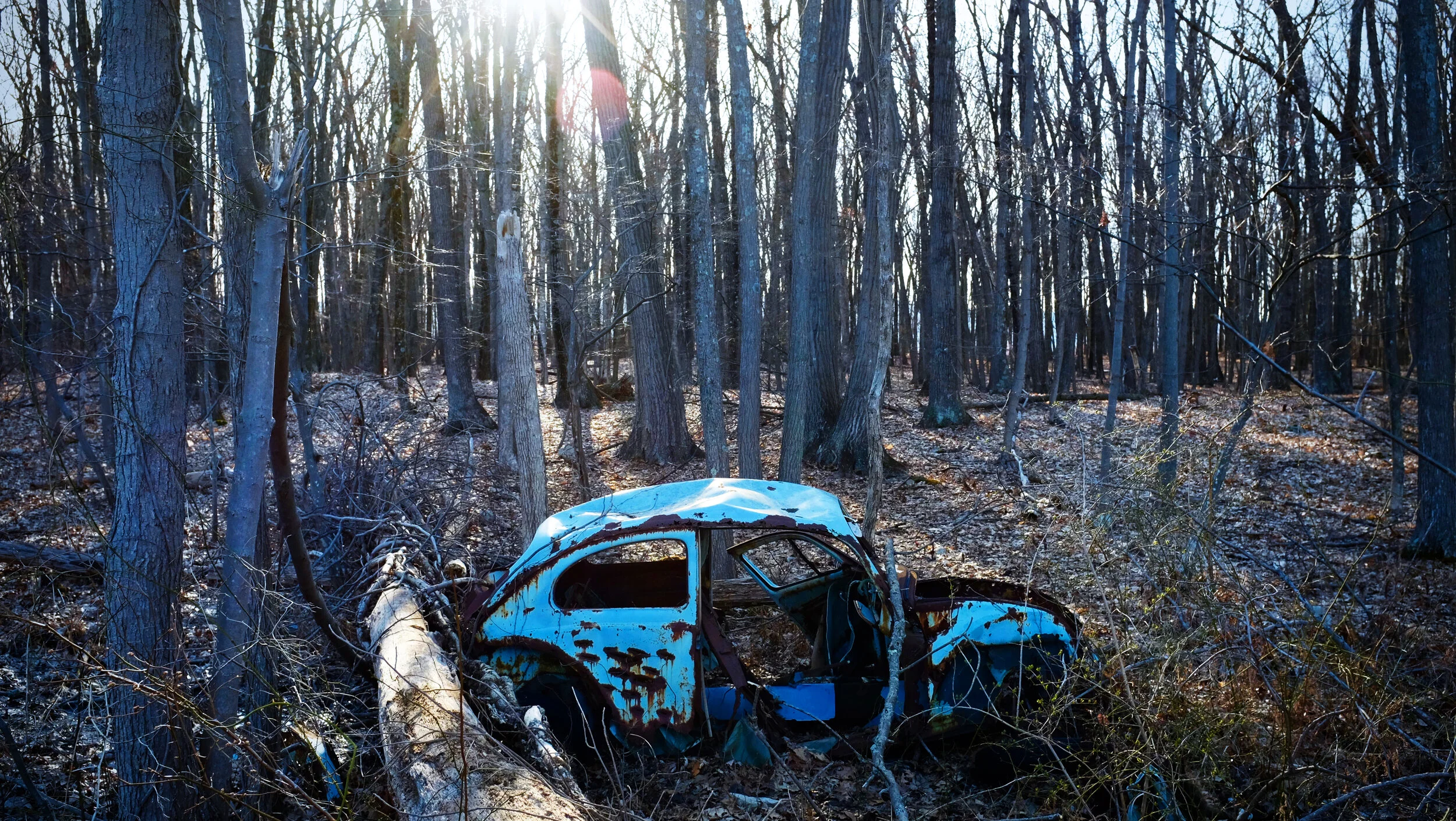VW In Woods.jpg