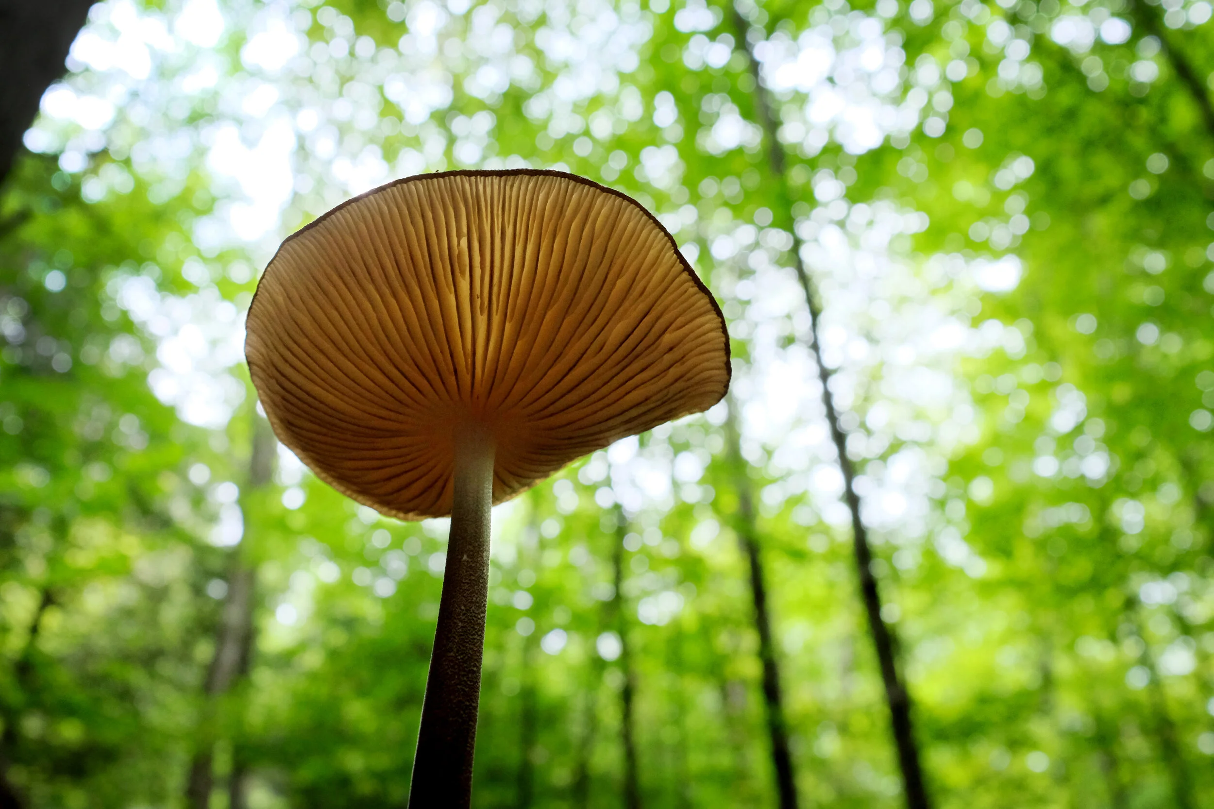 Mushroom.jpg